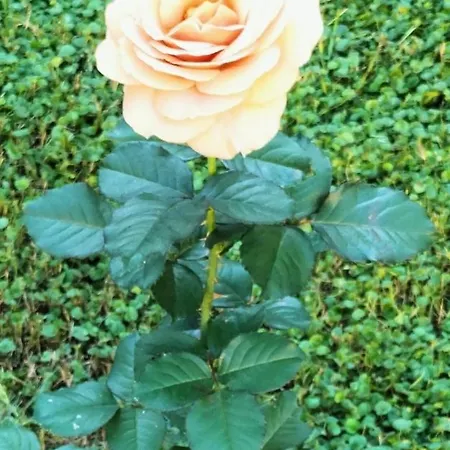 公寓 Bilocale Le Rose *