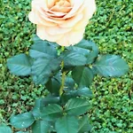 شقة Bilocale Le Rose *